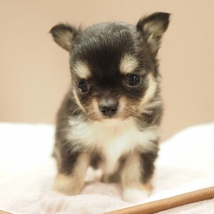 チワワ(1692)ｾﾘ|ブラックタン&ホワイト|子犬愛知県チワワブリーダー|子犬販売