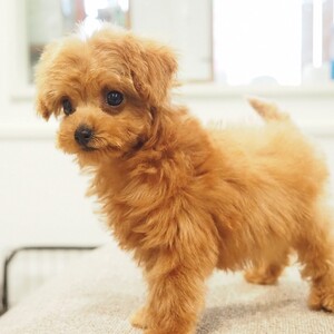 トイプードル(1684)ﾏｶﾛﾝ/子犬出産/ティーカップサイズ/レッド/ブリーダー愛知県日進市ペッツファン