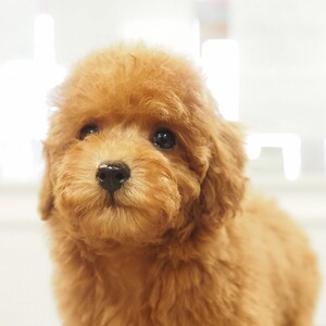 トイプードル(1688)ﾘｯﾌﾟ/タイニー/子犬出産/レッド/ブリーダー愛知県日進市ペッツファン