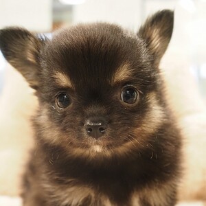 チワワ(1689)ｾﾘ|ブラックタン|子犬愛知県チワワブリーダー|子犬販売