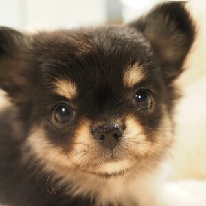 チワワ(1690)ｾﾘ|ブラックタン&ホワイト|子犬愛知県チワワブリーダー|子犬販売