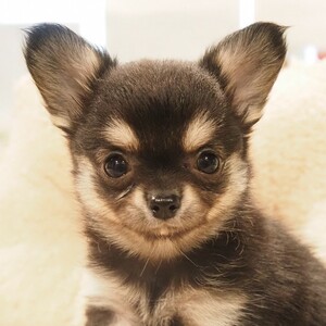 チワワ(1691)ｾﾘ|ブラッククリーム|子犬愛知県チワワブリーダー|子犬販売