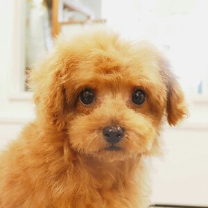 トイプードル(1684)ﾏｶﾛﾝ/子犬出産/ティーカップサイズ/レッド/ブリーダー愛知県日進市ペッツファン