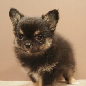 チワワ(1689)ｾﾘ|ブラックタン|子犬愛知県チワワブリーダー|子犬販売