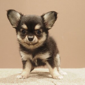 チワワ(1691)ｾﾘ|ブラッククリーム|子犬愛知県チワワブリーダー|子犬販売