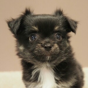チワワ(1693)ﾊﾝﾍﾟﾝ|ブラックタン|子犬愛知県チワワブリーダー|子犬販売