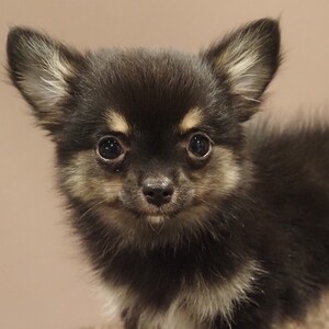 チワワ(1689)ｾﾘ|ブラックタン|子犬愛知県チワワブリーダー|子犬販売
