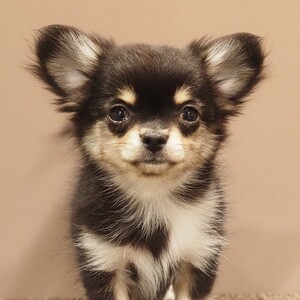 チワワ(1690)ｾﾘ|ブラックタン&ホワイト|子犬愛知県チワワブリーダー|子犬販売