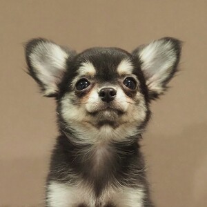 チワワ(1691)ｾﾘ|ブラッククリーム|子犬愛知県チワワブリーダー|子犬販売