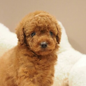 トイプードル(1695)ｺｯﾀ/レッド/ブリーダー愛知県日進市ペッツファン