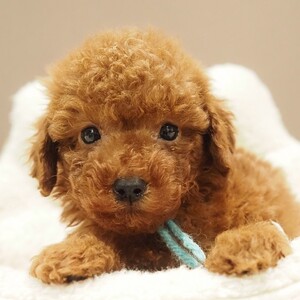 トイプードル(1694)ｺｯﾀ/レッド/ブリーダー愛知県日進市ペッツファン