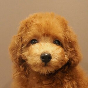 トイプードル(1688)ﾘｯﾌﾟ/タイニー/子犬出産/レッド/ブリーダー愛知県日進市ペッツファン