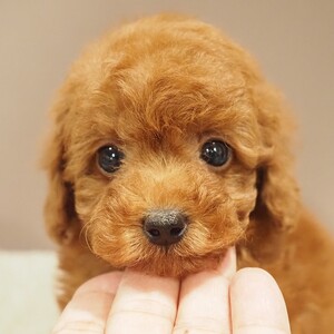 トイプードル(1696)ｺｯﾀ/タイニーサイズ/レッド/日進市ペッツファン