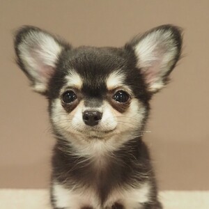 チワワ(1691)ｾﾘ|ブラッククリーム|子犬愛知県チワワブリーダー|子犬販売