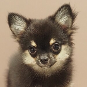 チワワ(1689)ｾﾘ|ブラックタン|子犬愛知県チワワブリーダー|子犬販売