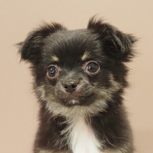 チワワ(1693)ﾊﾝﾍﾟﾝ|ブラックタン|子犬愛知県チワワブリーダー|子犬販売