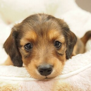 ミニチュアダックスフンド(1697)ﾎﾟｺﾐ/レッド|子犬|愛知県ブリーダー