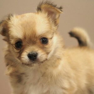 チワワ(1701)ﾁｸﾜ|レッド|子犬愛知県チワワブリーダー|子犬販売