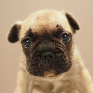 フレンチブルドッグ(1705)ﾍﾟﾝﾈ/フォーン/フレブルブリーダー愛知県子犬